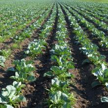 UN consultation on the right to food and the use of pesticides